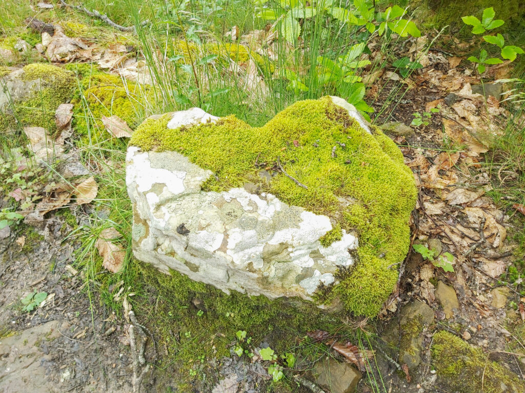 Die Kraft der Vergebung